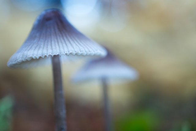 Mycena sp 1-13